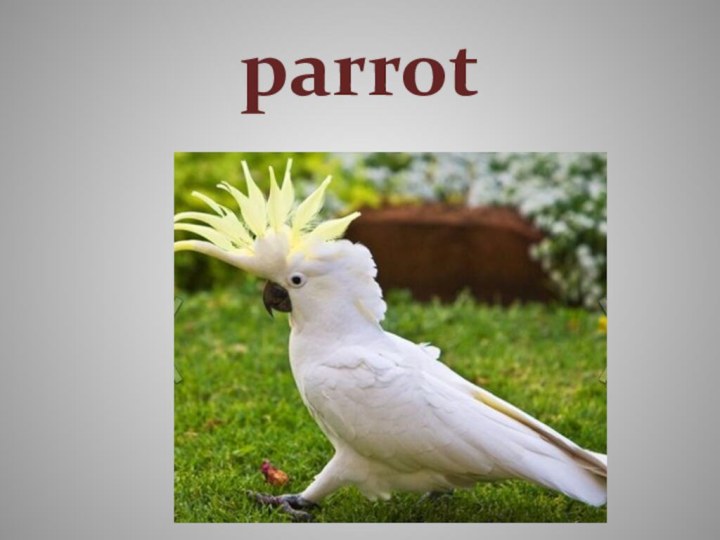 parrot