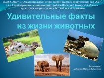 Презентация Удивительные факты из жизни животных презентация по окружающему миру