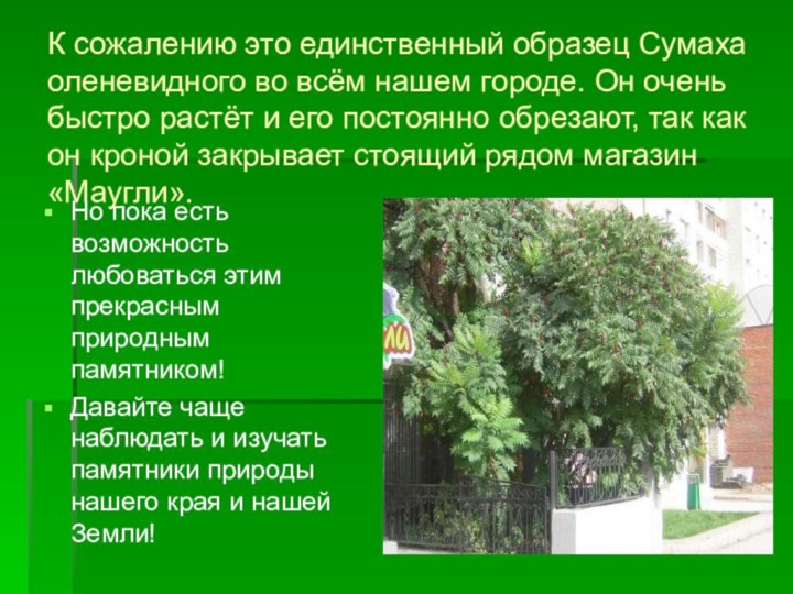 К сожалению это единственный образец Сумаха оленевидного во всём нашем городе. Он