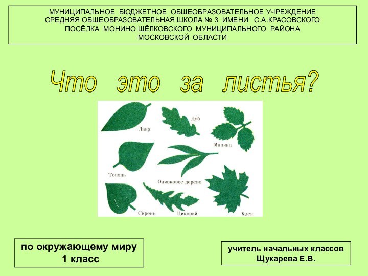 Что  это  за  листья? МУНИЦИПАЛЬНОЕ БЮДЖЕТНОЕ ОБЩЕОБРАЗОВАТЕЛЬНОЕ УЧРЕЖДЕНИЕСРЕДНЯЯ ОБЩЕОБРАЗОВАТЕЛЬНАЯ