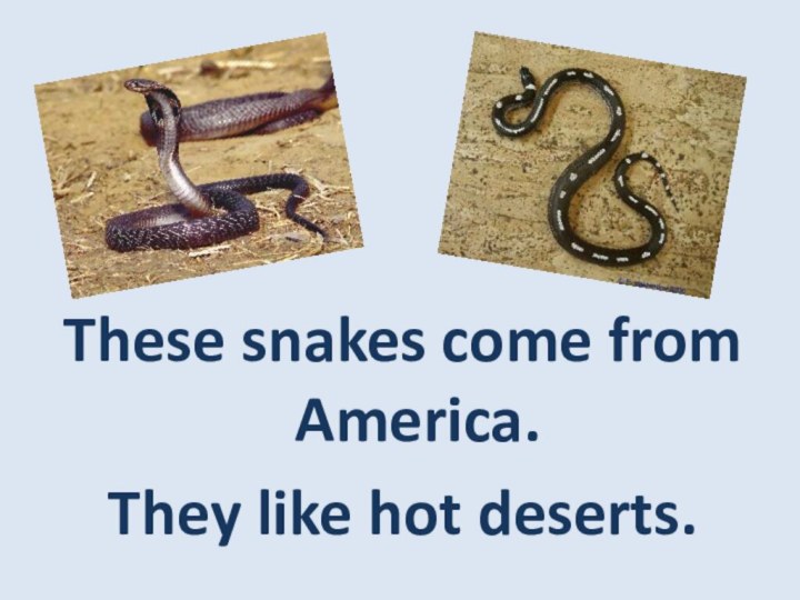 These snakes come from America. They like hot deserts.
