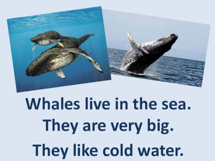 Whales live in the sea. They are very big. They like cold water.