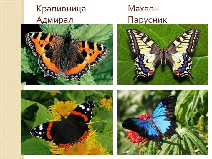 Крапивница           Махаон