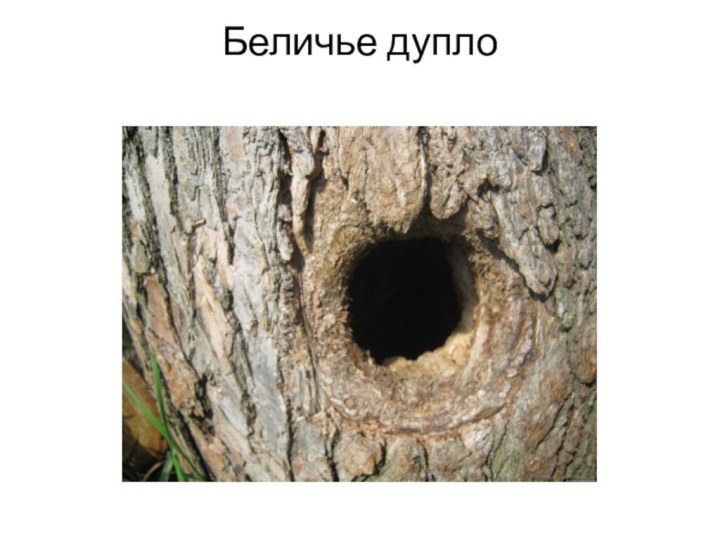 Беличье дупло