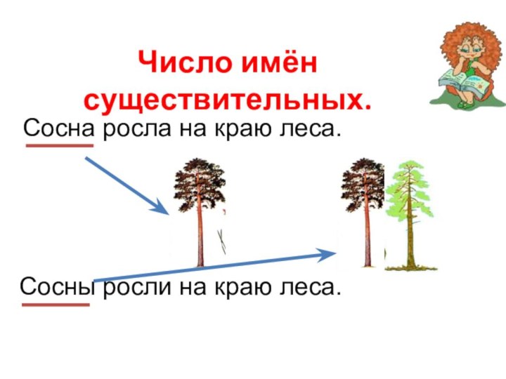 Число имён существительных.Сосна росла на краю леса. Сосны росли на краю леса.