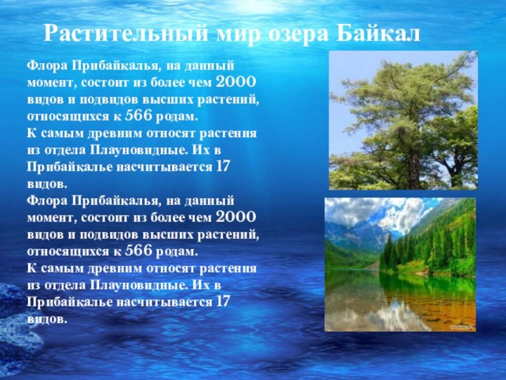 Растительный мир озера БайкалФлора Прибайкалья, на данный момент, состоит из более чем