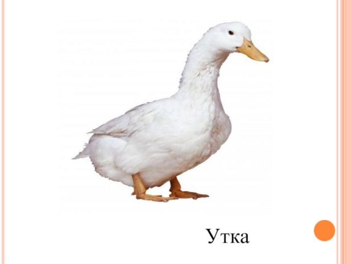 Утка