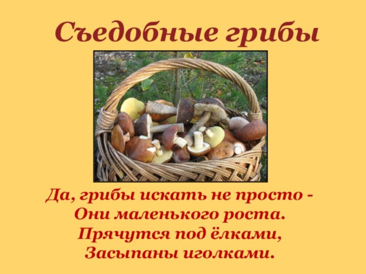 Съедобные грибыДа, грибы искать не просто - Они маленького роста. Прячутся под ёлками, Засыпаны иголками.