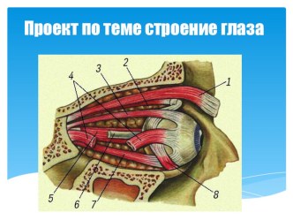 Окружающий мир 4 класс. Презентация Строение глаза презентация к уроку по окружающему миру (4 класс) по теме