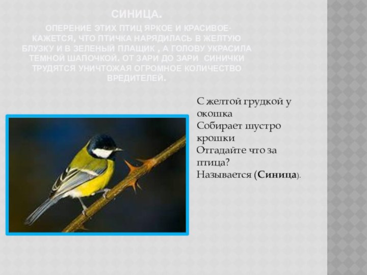 Синица.  оперение этих птиц яркое и красивое- кажется, что птичка нарядилась