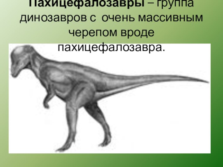   Пахицефалозавры – группа динозавров с очень массивным черепом вроде пахицефалозавра.