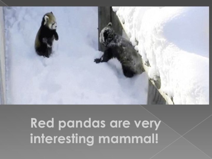 Red pandas are very interesting mammal!