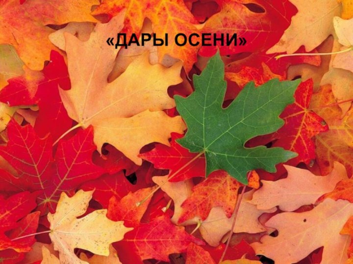 ДАРЫ ОСЕНИ«ДАРЫ ОСЕНИ»