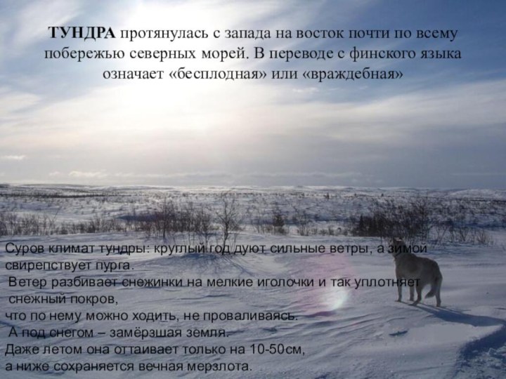 ТУНДРА протянулась с запада на восток почти по всему побережью северных морей.