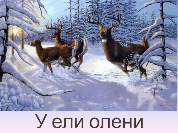 У ели олени