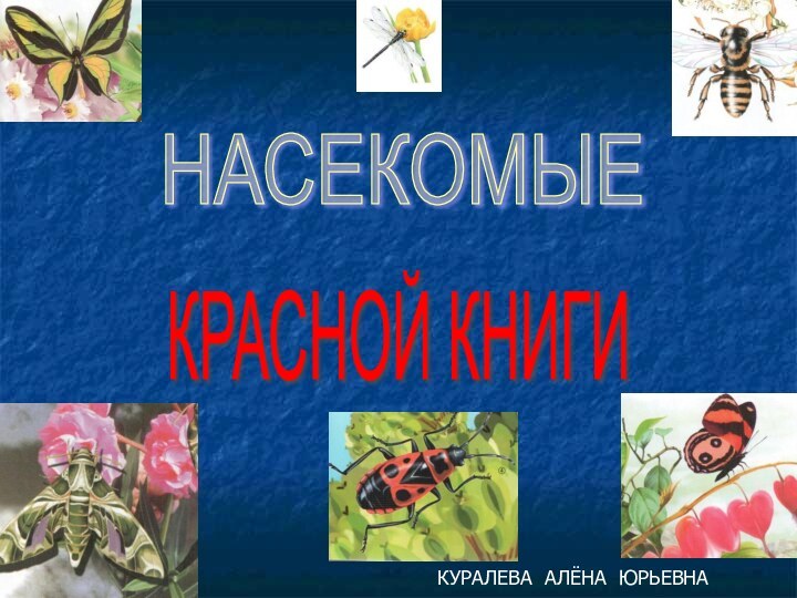 НАСЕКОМЫЕ КРАСНОЙ КНИГИ КУРАЛЕВА АЛЁНА ЮРЬЕВНА