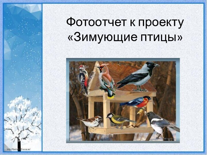 Фотоотчет к проекту «Зимующие птицы»