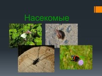 Насекомые Окружающий мир 3 класс презентация к уроку по окружающему миру (3 класс)