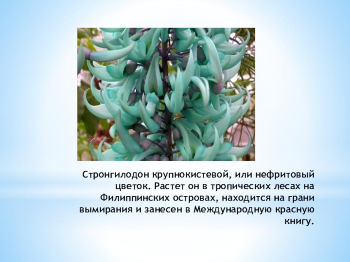 Стронгилодон крупнокистевой, или нефритовый цветок. Растет он в тропических лесах на Филиппинских