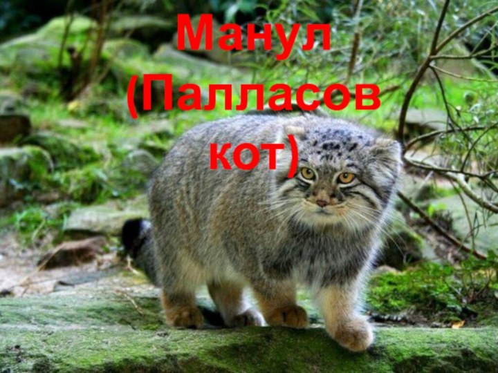 Манул(Палласов кот)