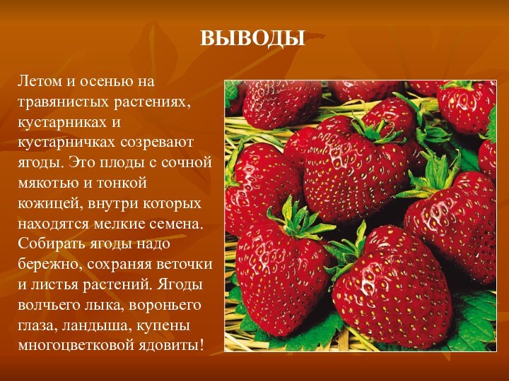 ВЫВОДЫЛетом и осенью на травянистых растениях, кустарниках и кустарничках созревают ягоды. Это