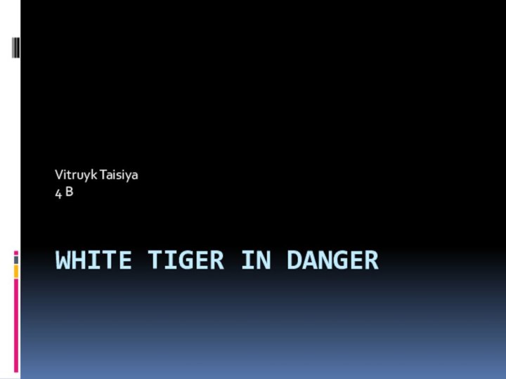 White tiger in DangerVitruyk Taisiya 4 B