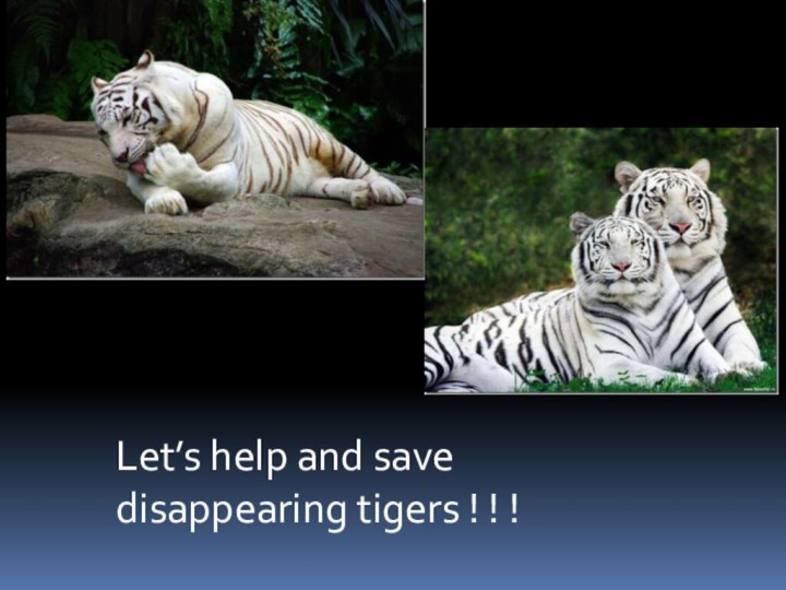 Let’s help and save disappearing tigers ! ! !