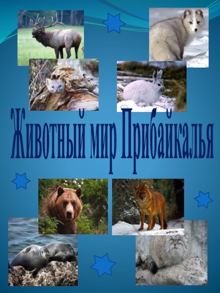 Животный мир Прибайкалья