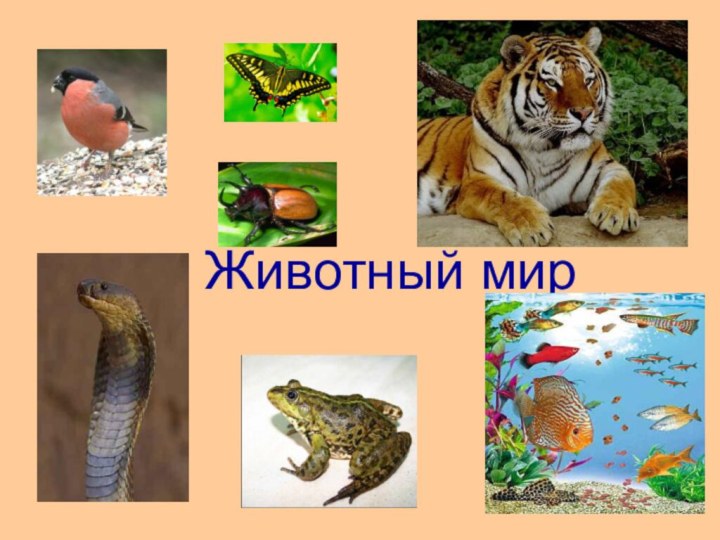 Животный мир