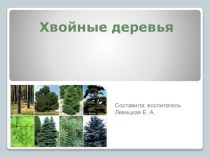 Презентация Хвойные деревья презентация к уроку по окружающему миру (старшая группа)