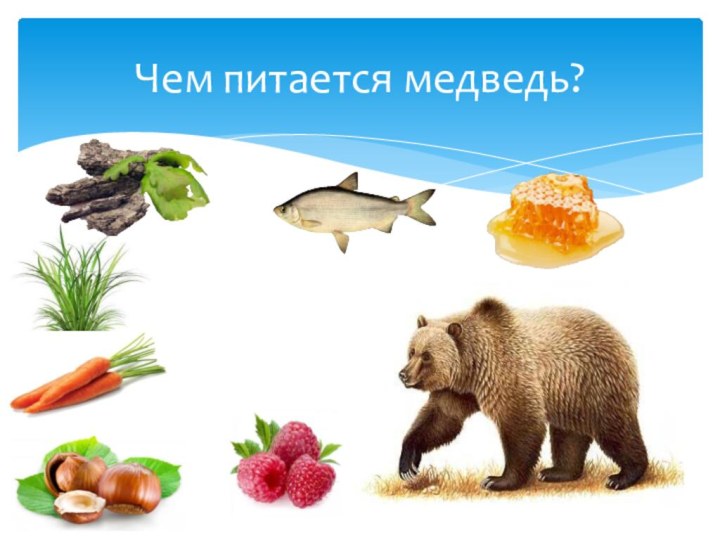 Чем питается медведь?