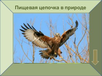Пищевая цепочка в природе презентация к уроку (подготовительная группа)