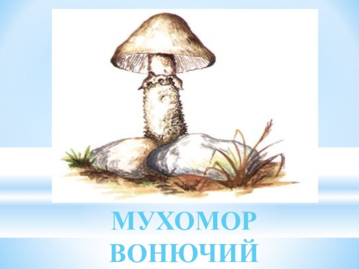 МУХОМОРВОНЮЧИЙ