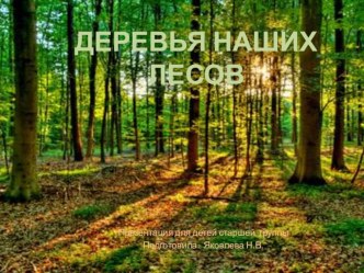 Презентация Деревья наших лесов презентация к уроку (старшая группа) по теме