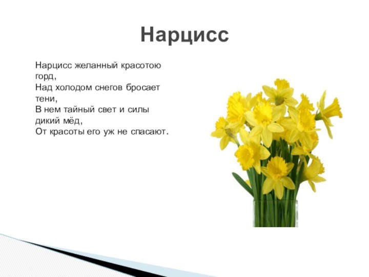 НарциссНарцисс желанный красотою горд,  Над холодом снегов бросает тени,  В нем тайный