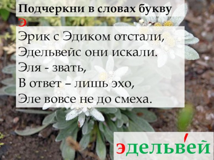 эдельвейсЭрик с Эдиком отстали, Эдельвейс они искали. Эля - звать, В ответ