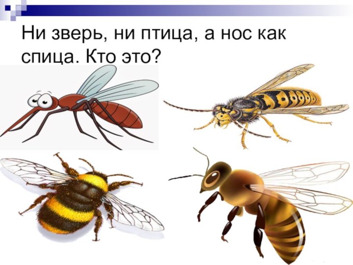 Ни зверь, ни птица, а нос как спица. Кто это?