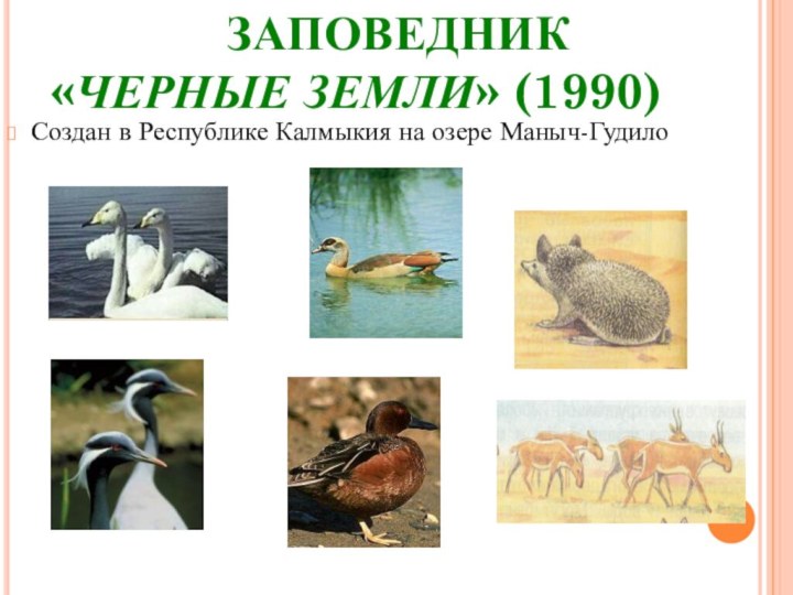 Создан в Республике Калмыкия на озере Маныч-Гудило   ЗАПОВЕДНИК  «ЧЕРНЫЕ ЗЕМЛИ» (1990)