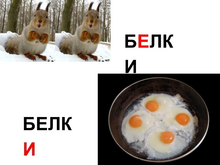 БЕЛКИБЕЛКИ