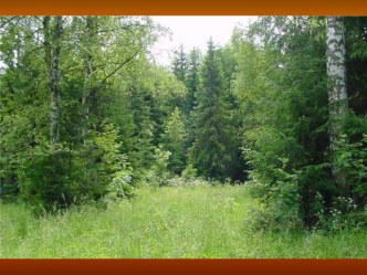 Живая азбука леса методическая разработка (4 класс) по теме