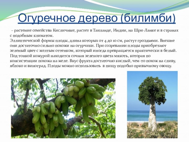 Огуречное дерево (билимби) – растение семейства Кисличные, растет в Таиланде, Индии, на Шри-Ланке