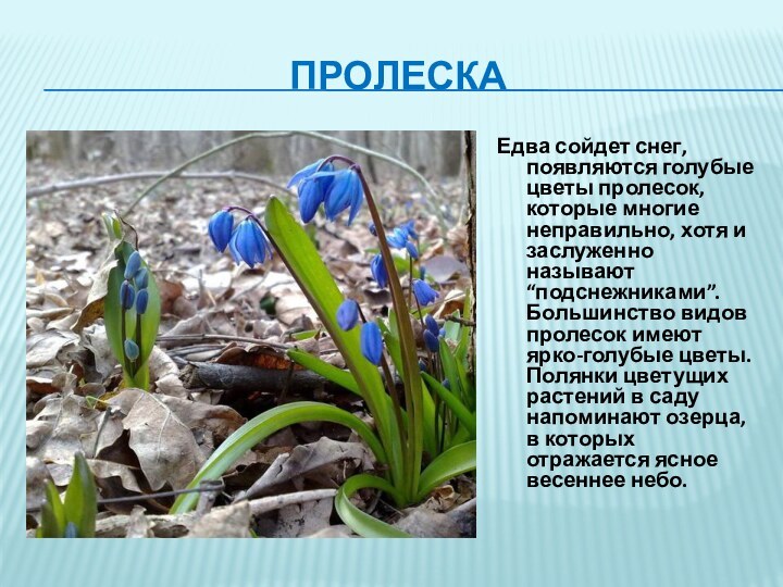 ПролескаЕдва сойдет снег, появляются голубые цветы пролесок, которые многие неправильно, хотя и