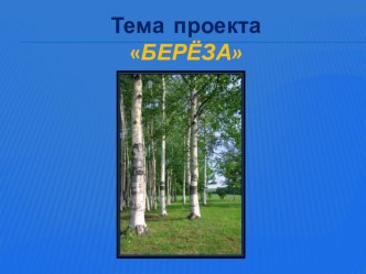 проект Люблю берёзку русскую проект (1, 2, 3, 4 класс)