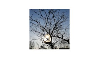 Акция Помоги зимующим птицам! проект (1 класс)