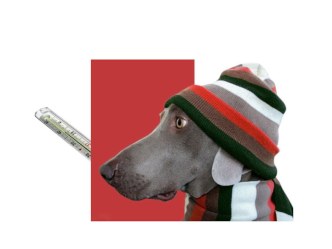 Презентация для классного часа День ветеринара классный час (2 класс)