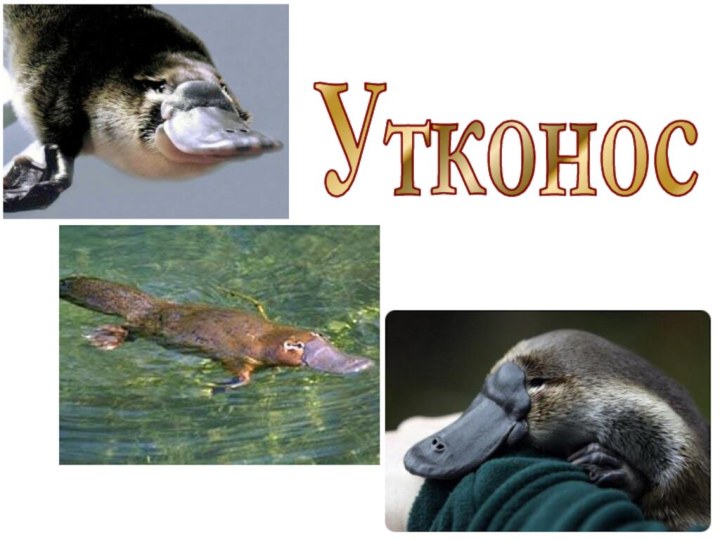 Утконос