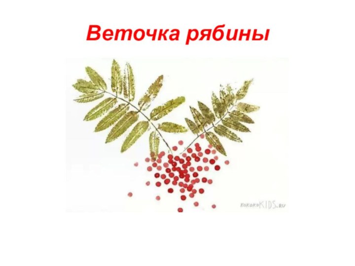 Веточка рябины