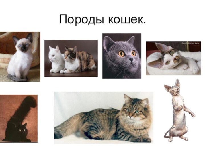 Породы кошек.