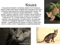 3 koshka