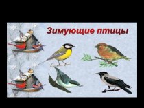 Презентация Зимующие птицы презентация к уроку по окружающему миру (младшая, средняя, старшая, подготовительная группа)